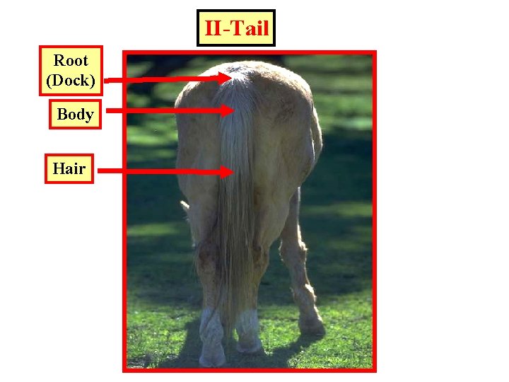 II-Tail Root (Dock) Body Hair 
