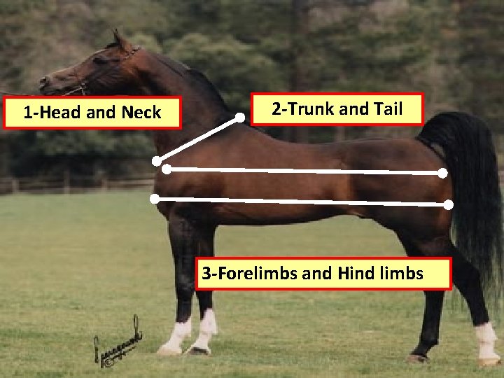 1 -Head and Neck 2 -Trunk and Tail 3 -Forelimbs and Hind limbs 