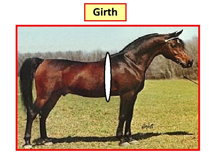 Girth 