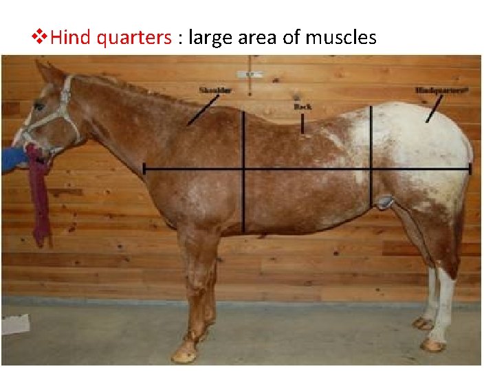 v. Hind quarters : large area of muscles 