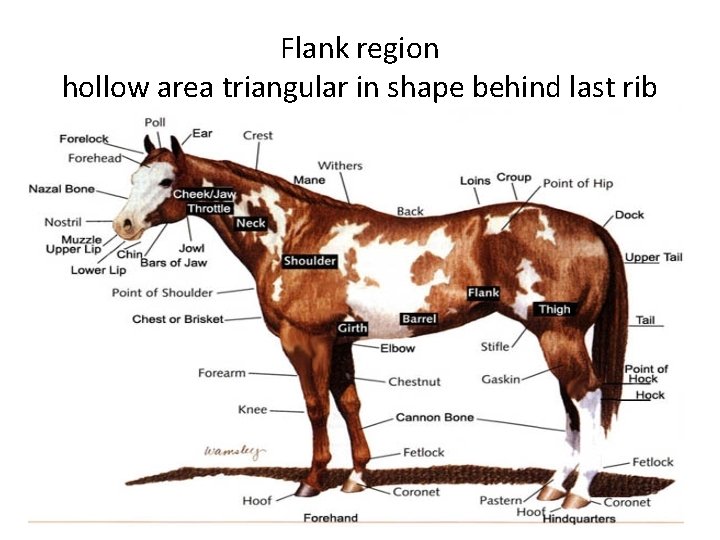 Flank region hollow area triangular in shape behind last rib 