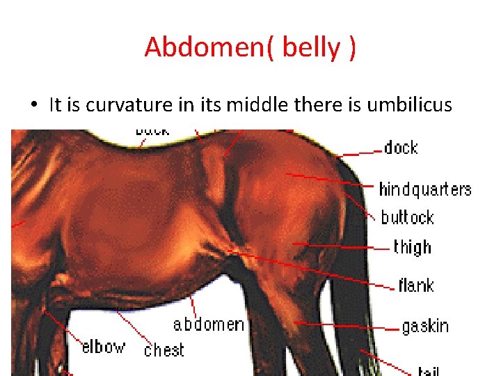 Abdomen( belly ) • It is curvature in its middle there is umbilicus 