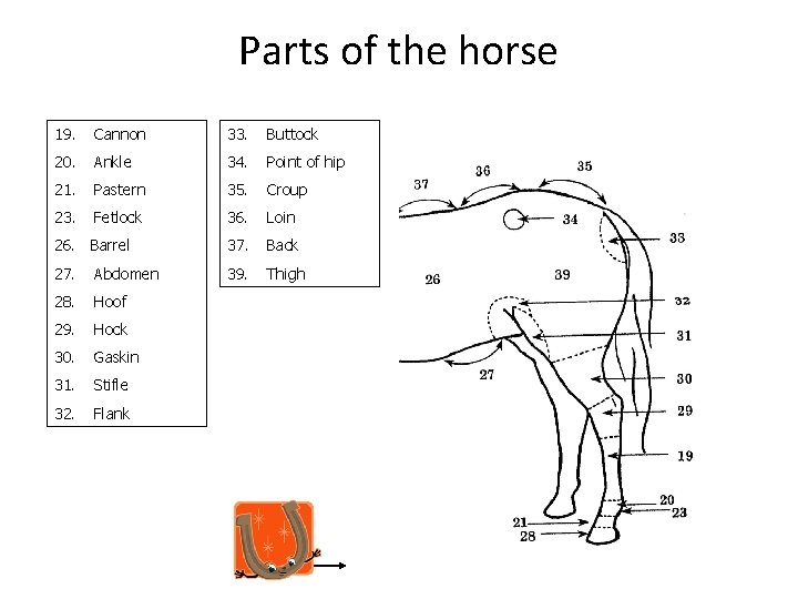 Parts of the horse 19. Cannon 33. Buttock 20. Ankle 34. Point of hip