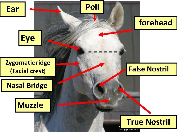 Poll Ear forehead Eye Zygomatic ridge (Facial crest) False Nostril Nasal Bridge Muzzle True