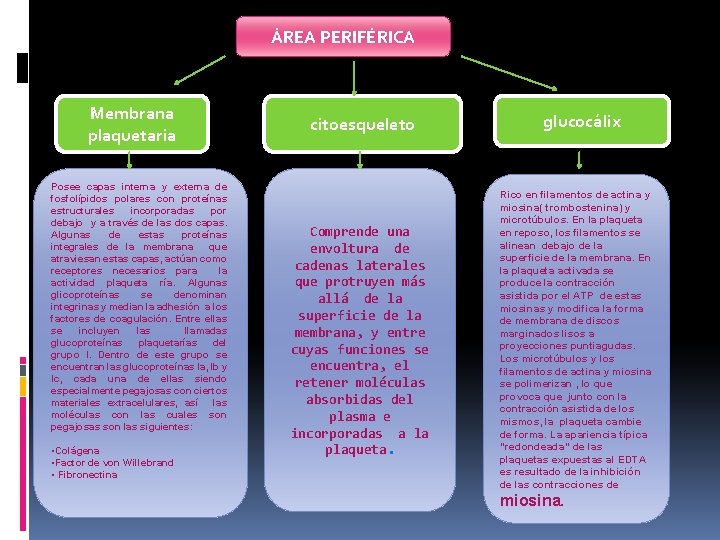 ÁREA PERIFÉRICA Membrana plaquetaria Posee capas interna y externa de fosfolípidos polares con proteínas