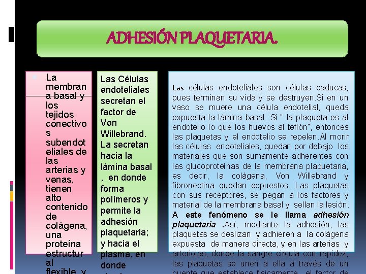 ADHESIÓN PLAQUETARIA. La membran a basal y los tejidos conectivo s subendot eliales de