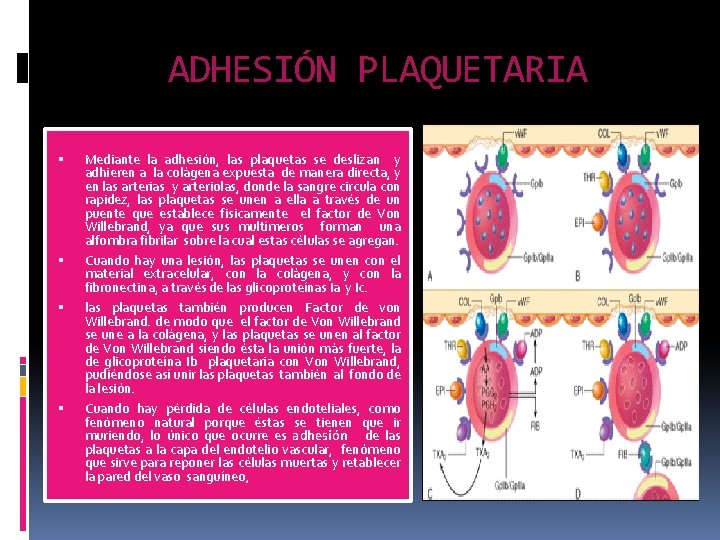 ADHESIÓN PLAQUETARIA Mediante la adhesión, las plaquetas se deslizan y adhieren a la colágena