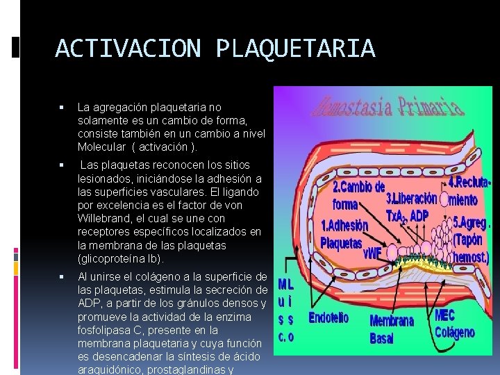 ACTIVACION PLAQUETARIA La agregación plaquetaria no solamente es un cambio de forma, consiste también