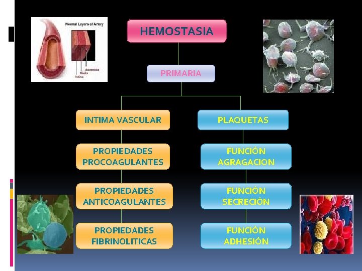 HEMOSTASIA PRIMARIA INTIMA VASCULAR PLAQUETAS PROPIEDADES PROCOAGULANTES FUNCIÓN AGRAGACION PROPIEDADES ANTICOAGULANTES FUNCIÓN SECRECIÓN PROPIEDADES