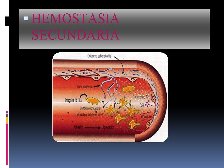  HEMOSTASIA SECUNDARIA 