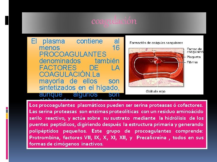 coagulación El plasma contiene al menos 16 PROCOAGULANTES denominados también FACTORES DE LA COAGULACIÓN.