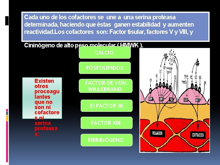 Cada uno de los cofactores se une a una serina proteasa determinada, haciendo que