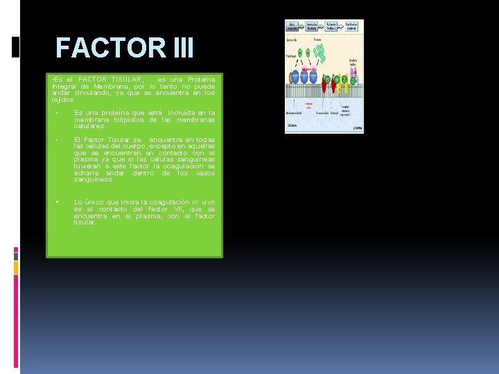 FACTOR III • Es el FACTOR TISULAR, es una Proteína Integral de Membrana, por