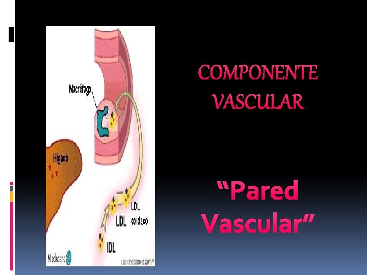 COMPONENTE VASCULAR “Pared Vascular” 