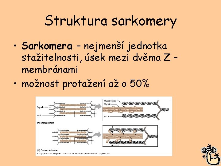 Struktura sarkomery • Sarkomera – nejmenší jednotka stažitelnosti, úsek mezi dvěma Z – membránami