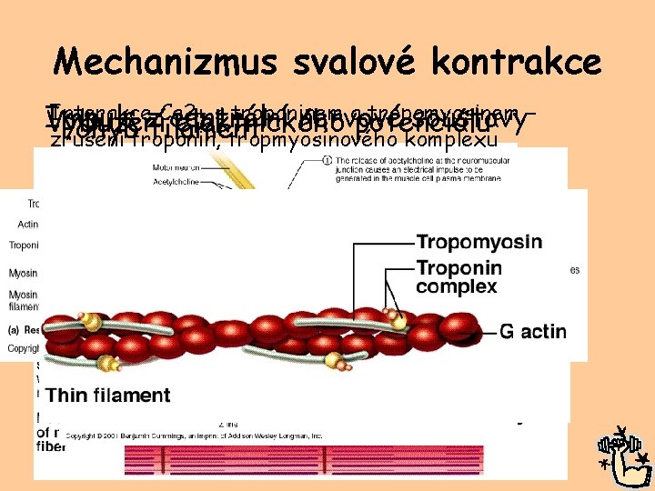 Mechanizmus svalové kontrakce Interakcez centrální Ca 2+ s troponinem a tropomyosinem – Impuls nervové