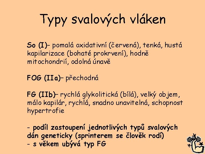 Typy svalových vláken So (I)– pomalá oxidativní (červená), tenká, hustá kapilarizace (bohaté prokrvení), hodně