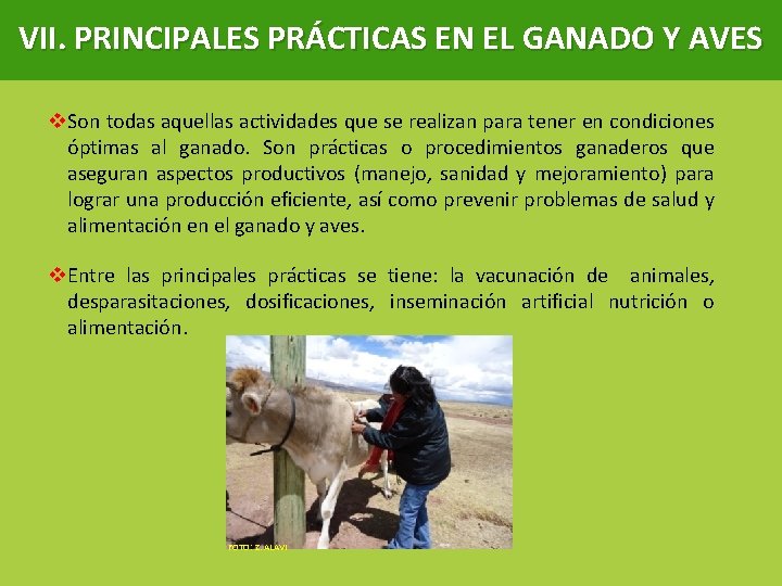 VII. PRINCIPALES PRÁCTICAS EN EL GANADO Y AVES v. Son todas aquellas actividades que