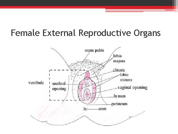 Female External Reproductive Organs 