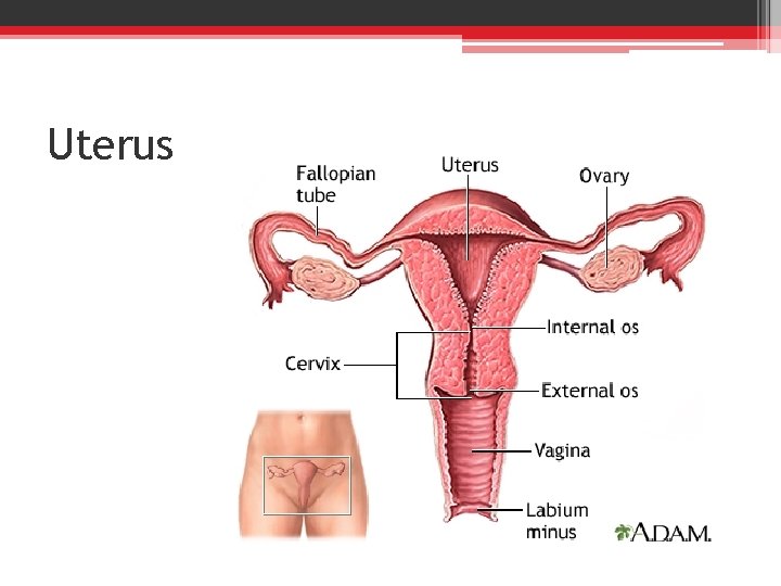 Uterus 