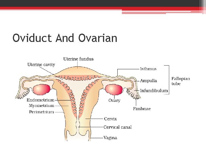 Oviduct And Ovarian 