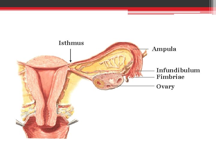 Isthmus Ampula Infundibulum Fimbriae Ovary 
