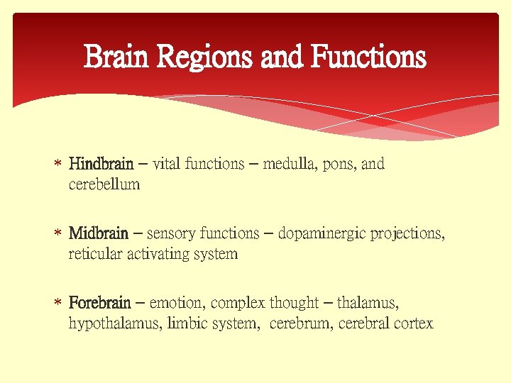 Brain Regions and Functions Hindbrain – vital functions – medulla, pons, and cerebellum Midbrain