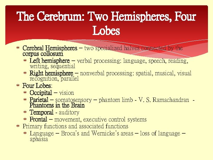 The Cerebrum: Two Hemispheres, Four Lobes Cerebral Hemispheres – two specialized halves connected by