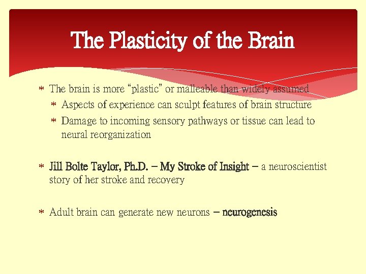 The Plasticity of the Brain The brain is more “plastic” or malleable than widely