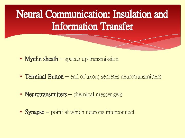 Neural Communication: Insulation and Information Transfer Myelin sheath – speeds up transmission Terminal Button