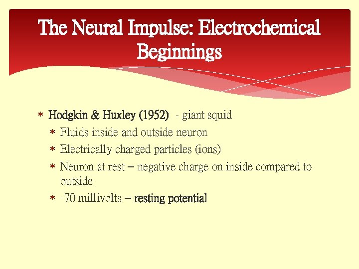 The Neural Impulse: Electrochemical Beginnings Hodgkin & Huxley (1952) - giant squid Fluids inside