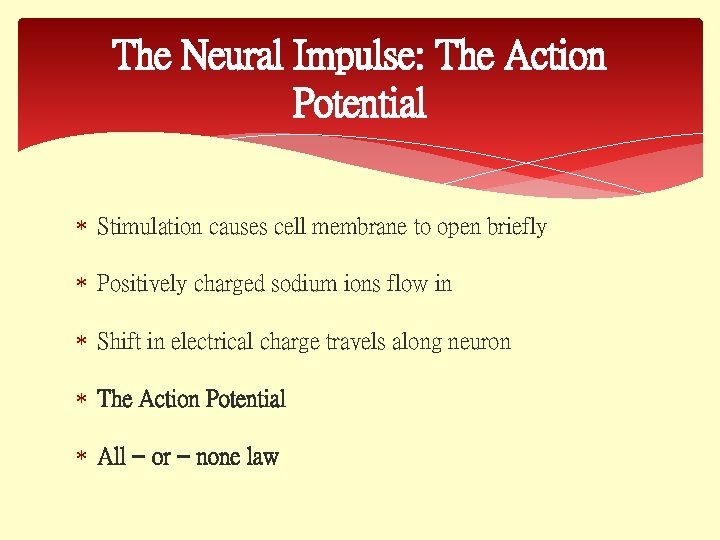 The Neural Impulse: The Action Potential Stimulation causes cell membrane to open briefly Positively