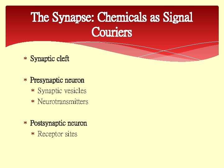 The Synapse: Chemicals as Signal Couriers Synaptic cleft Presynaptic neuron Synaptic vesicles Neurotransmitters Postsynaptic