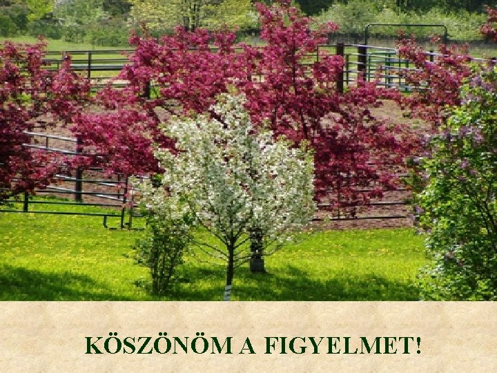 KÖSZÖNÖM A FIGYELMET! 