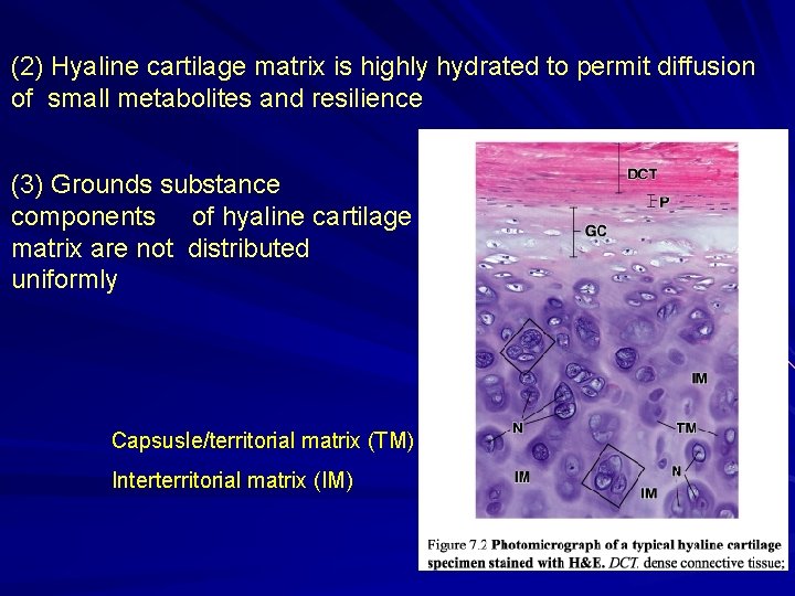 (2) Hyaline cartilage matrix is highly hydrated to permit diffusion of small metabolites and