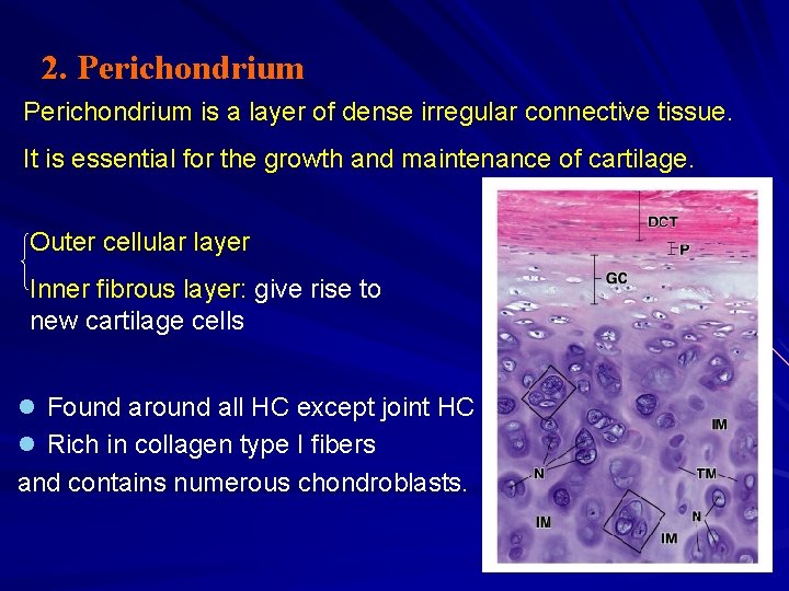 2. Perichondrium is a layer of dense irregular connective tissue. It is essential for