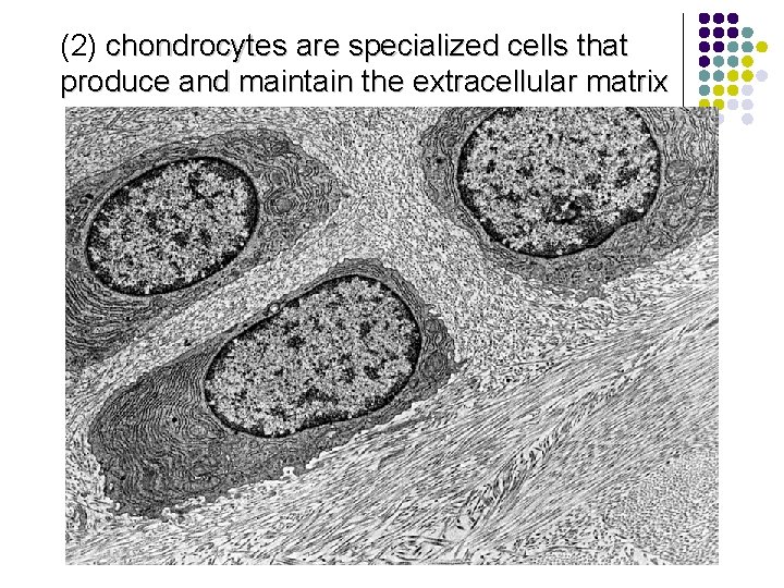 (2) chondrocytes are specialized cells that produce and maintain the extracellular matrix 