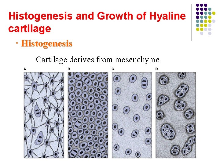 Histogenesis and Growth of Hyaline cartilage · Histogenesis Cartilage derives from mesenchyme. (图basice 7