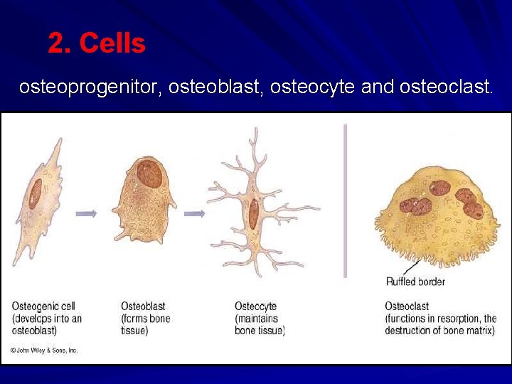 2. Cells osteoprogenitor, osteoblast, osteocyte and osteoclast. 