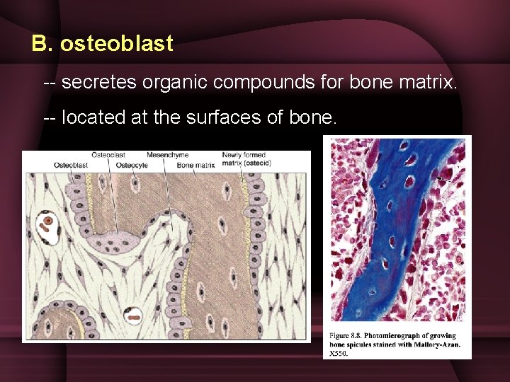 B. osteoblast -- secretes organic compounds for bone matrix. -- located at the surfaces