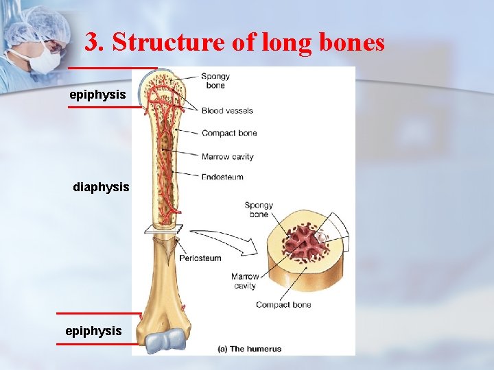 3. Structure of long bones epiphysis diaphysis epiphysis 