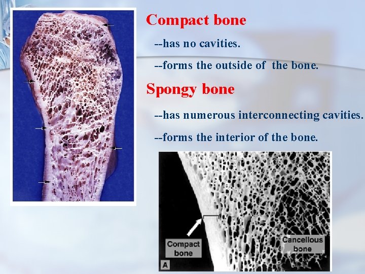 Compact bone --has no cavities. --forms the outside of the bone. Spongy bone --has