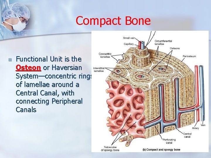 Compact Bone n Functional Unit is the Osteon or Haversian System—concentric rings of lamellae