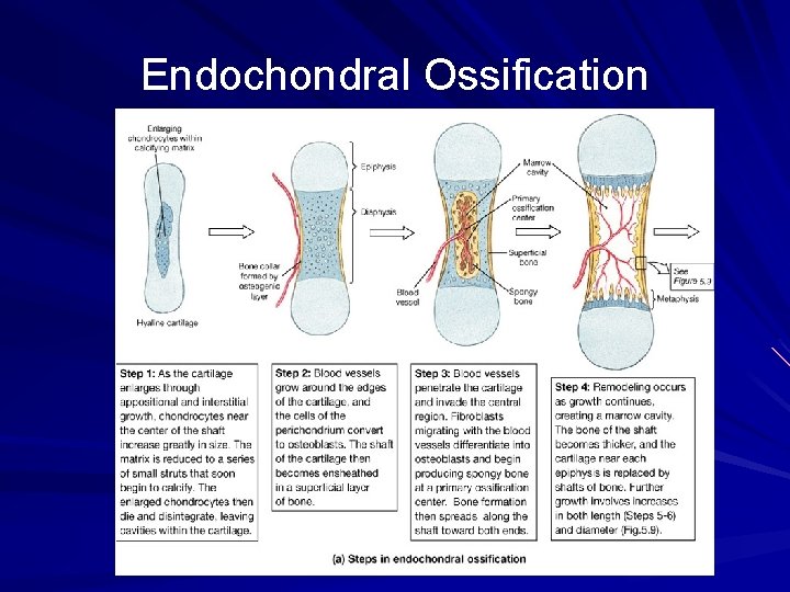 Endochondral Ossification 