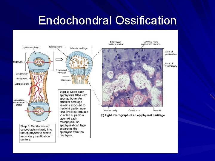 Endochondral Ossification 