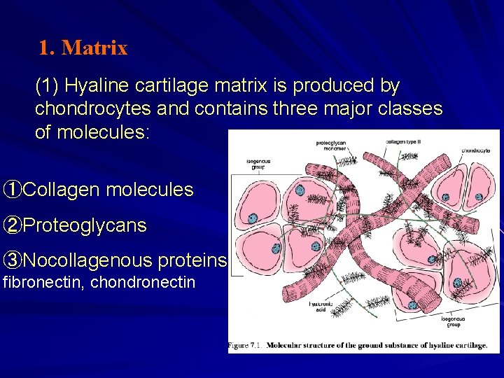 1. Matrix (1) Hyaline cartilage matrix is produced by chondrocytes and contains three major