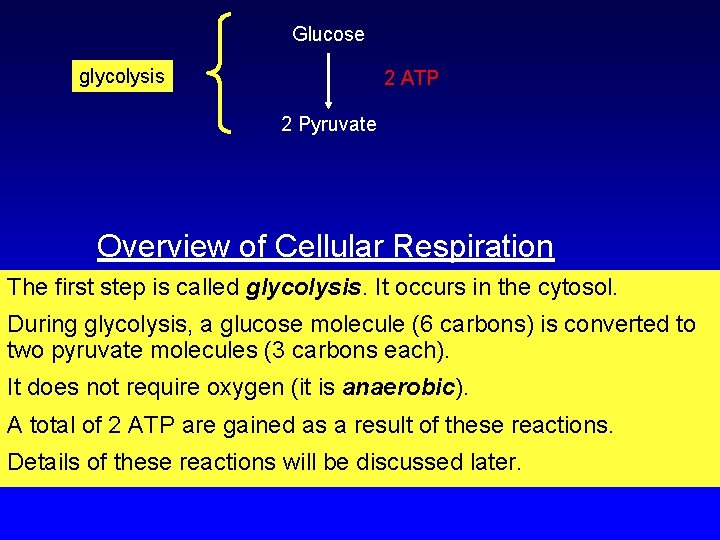 Glucose glycolysis 2 ATP 2 Pyruvate Overview of Cellular Respiration The first step is