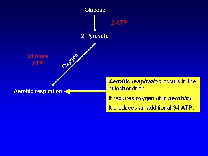 Glucose 2 ATP xy O 34 more ATP ge n 2 Pyruvate Aerobic respiration