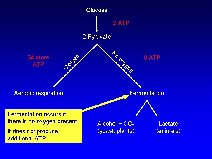 Glucose 2 ATP xy O en yg ox Fermentation occurs if there is no