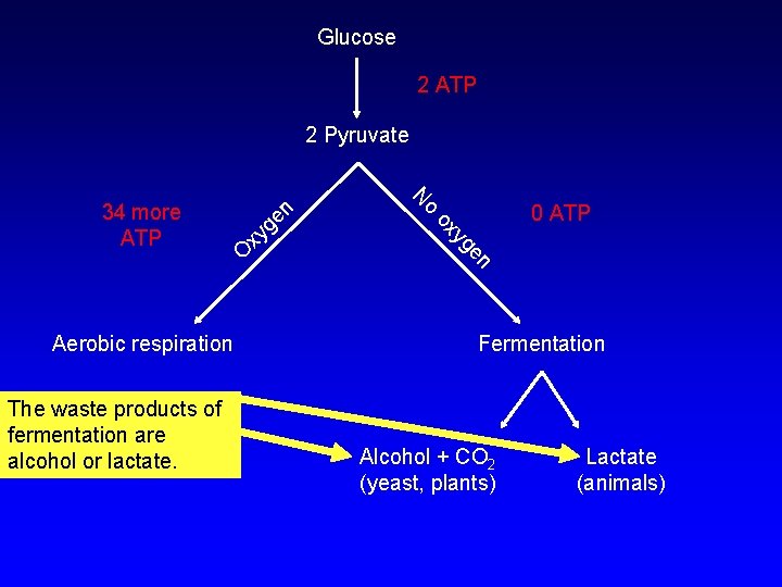 Glucose 2 ATP xy O en yg ox Fermentation The waste products of fermentation